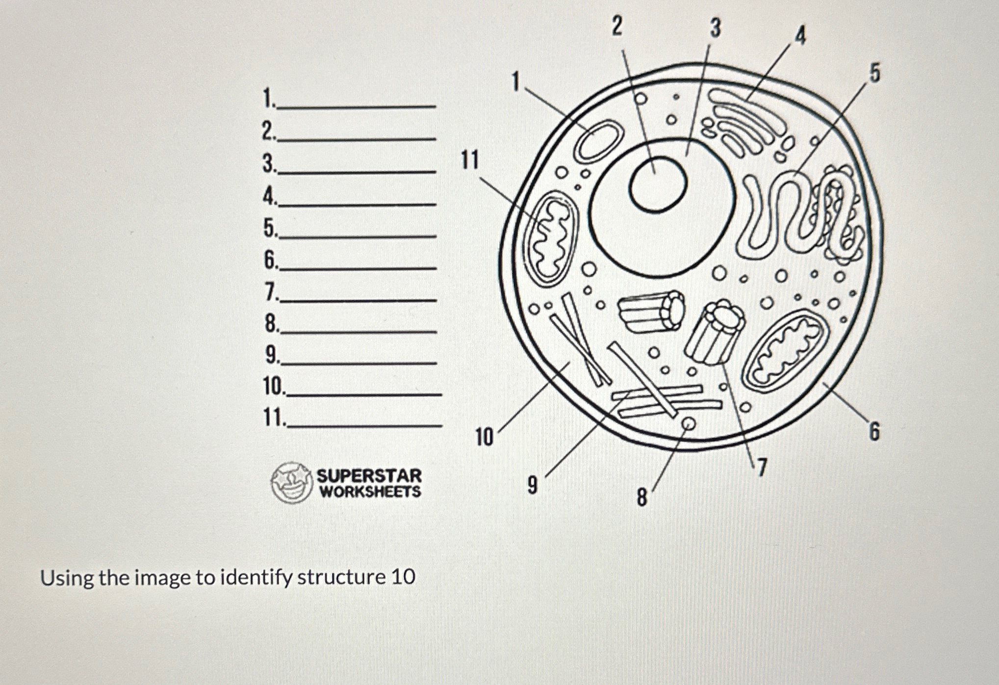 Solved Using the image to identify structure 10 | Chegg.com