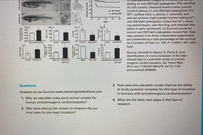 Solved 1) why do zebra fish make good animal models for | Chegg.com