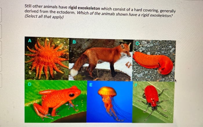 examples of exoskeleton animals