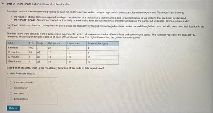 Solved Part D Pulse Chase Experiments And Protein Location Chegg Com