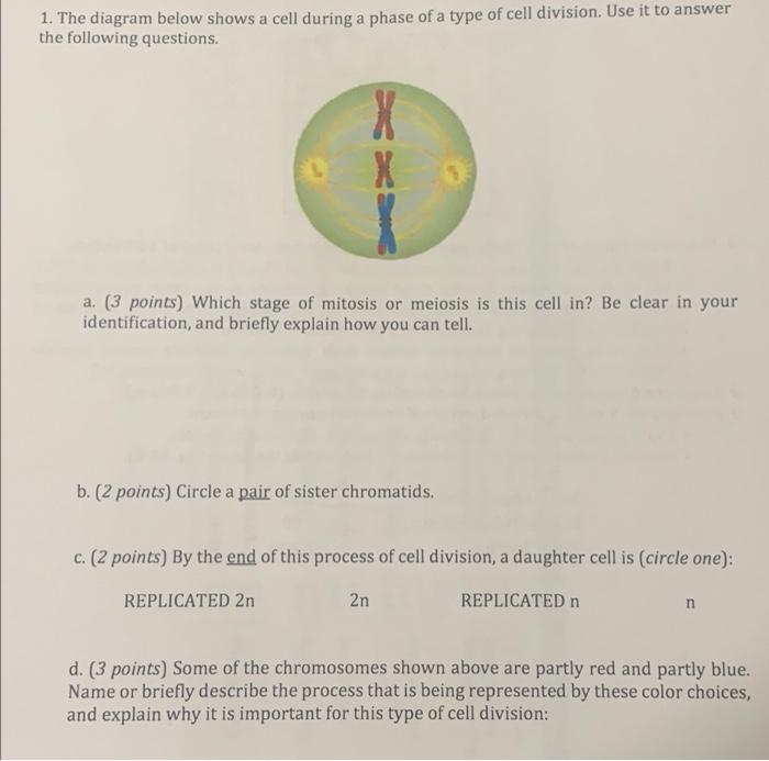 Solved 1. The diagram below shows a cell during a phase of a | Chegg.com