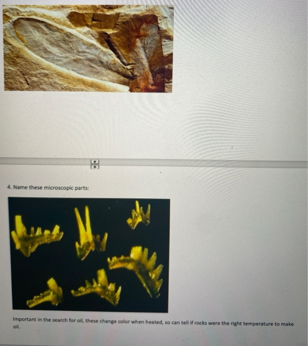 Solved Identify the following crucial rocks/fossils from the | Chegg.com