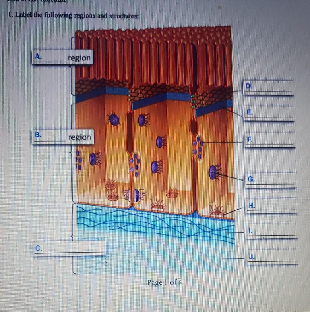 Solved 1. Label the following regions and structures: region | Chegg.com