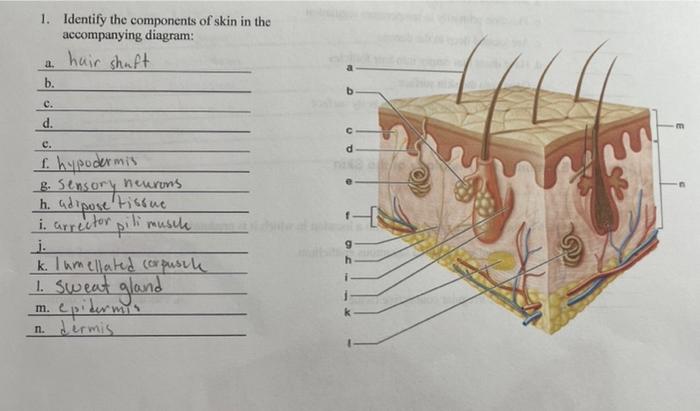 Solved 1. Identify The Components Of Skin In The 