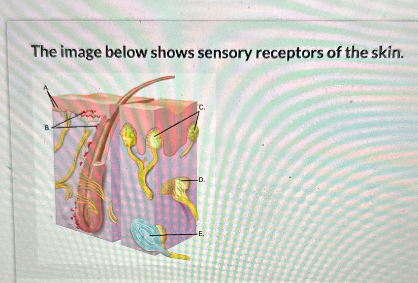 Solved The image below shows sensory receptors of the skin. | Chegg.com