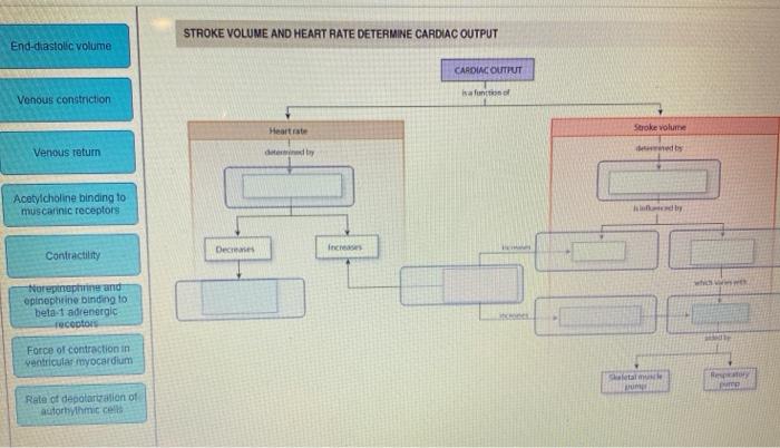 Solved STROKE VOLUME AND HEART RATE DETERMINE CARDIAC OUTPUT | Chegg.com