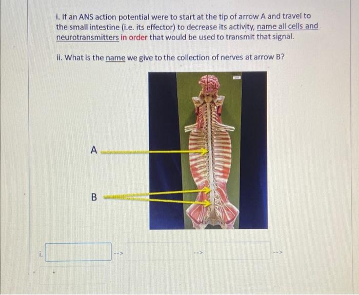 Solved i. If an ANS action potential were to start at the | Chegg.com