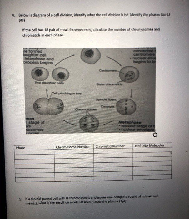 Solved 4. Below is diagram of a cell division, identify what | Chegg.com