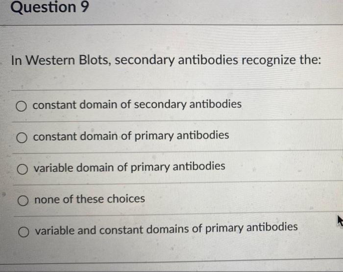 Solved Question 9 In Western Blots, secondary antibodies