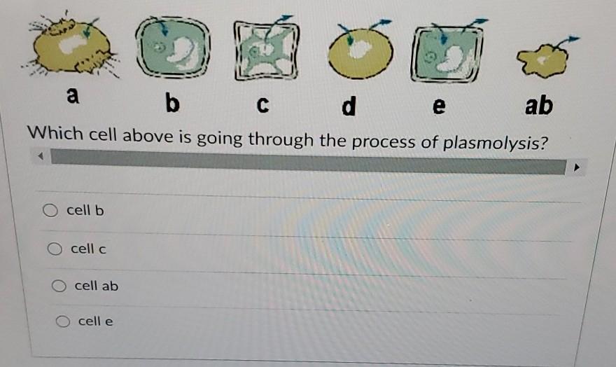 Solved a b C C de ab Which cell above is going through the | Chegg.com