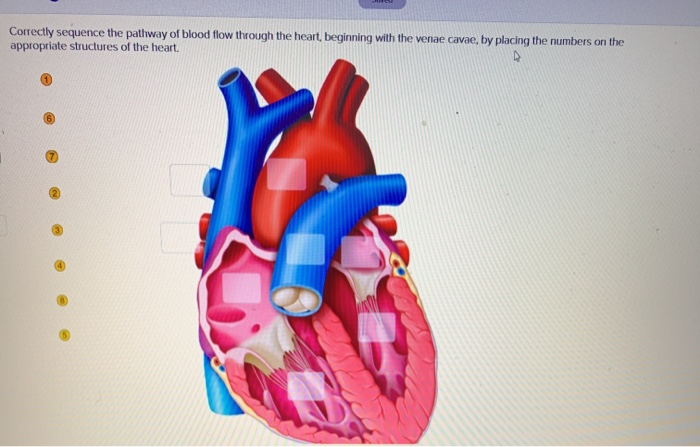 Solved Correctly sequence the pathway of blood flow through | Chegg.com