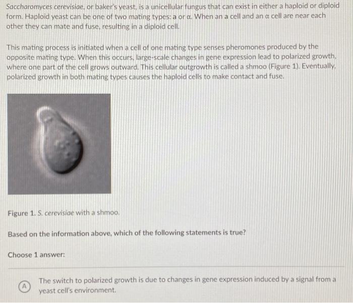 Solved Saccharomyces cerevisiae, or baker's yeast, is a