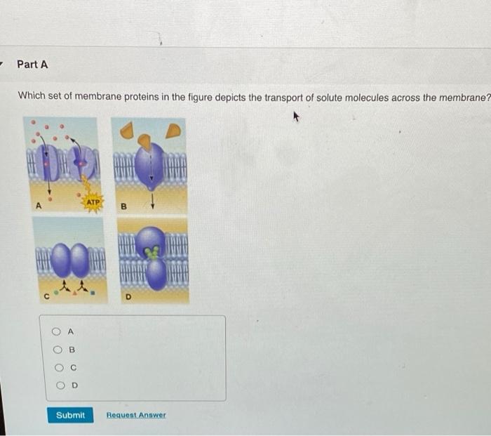 Solved - Part A Which set of membrane proteins in the figure | Chegg.com