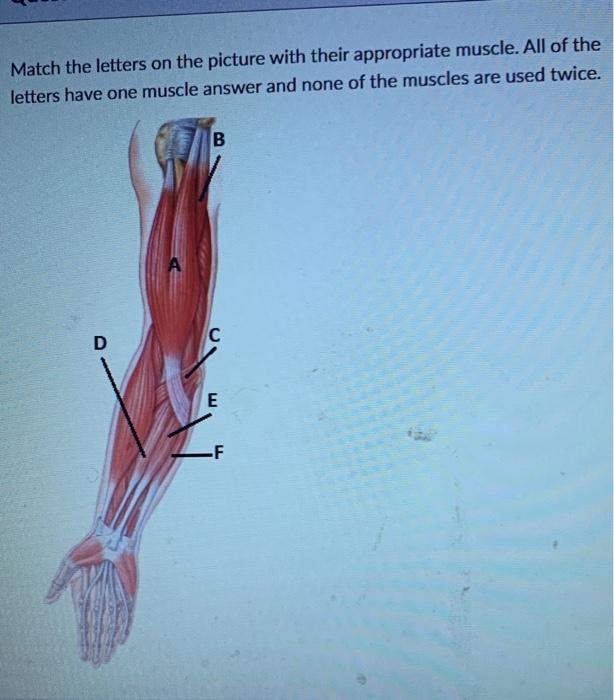 Solved Match the letters on the picture with their | Chegg.com