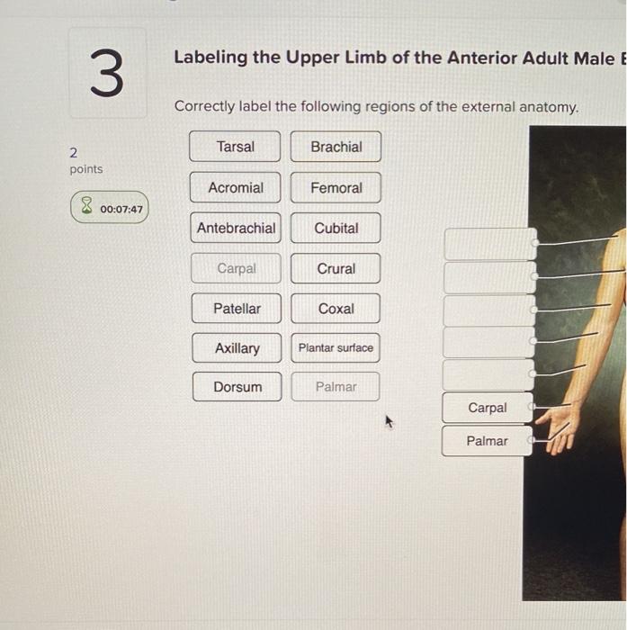 Regions of the upper limb: Anatomy