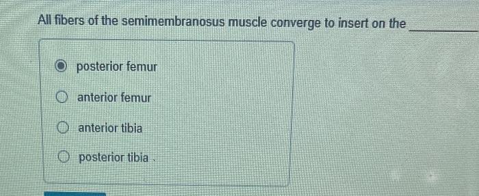 All fibers of the semimembranosus muscle converge to insert on the posterior femur anterior femur anterior tibia posterior ti