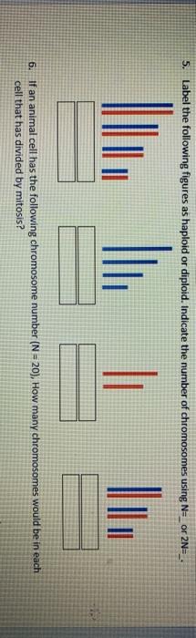 Solved 5 Label The Following Figures As Haploid Or Diplo Chegg Com