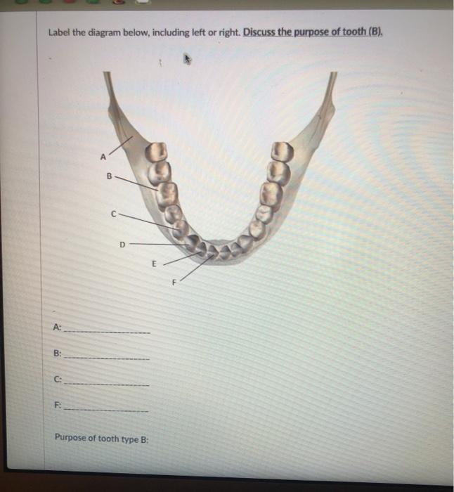 Solved Label the diagram below, including left or right. | Chegg.com