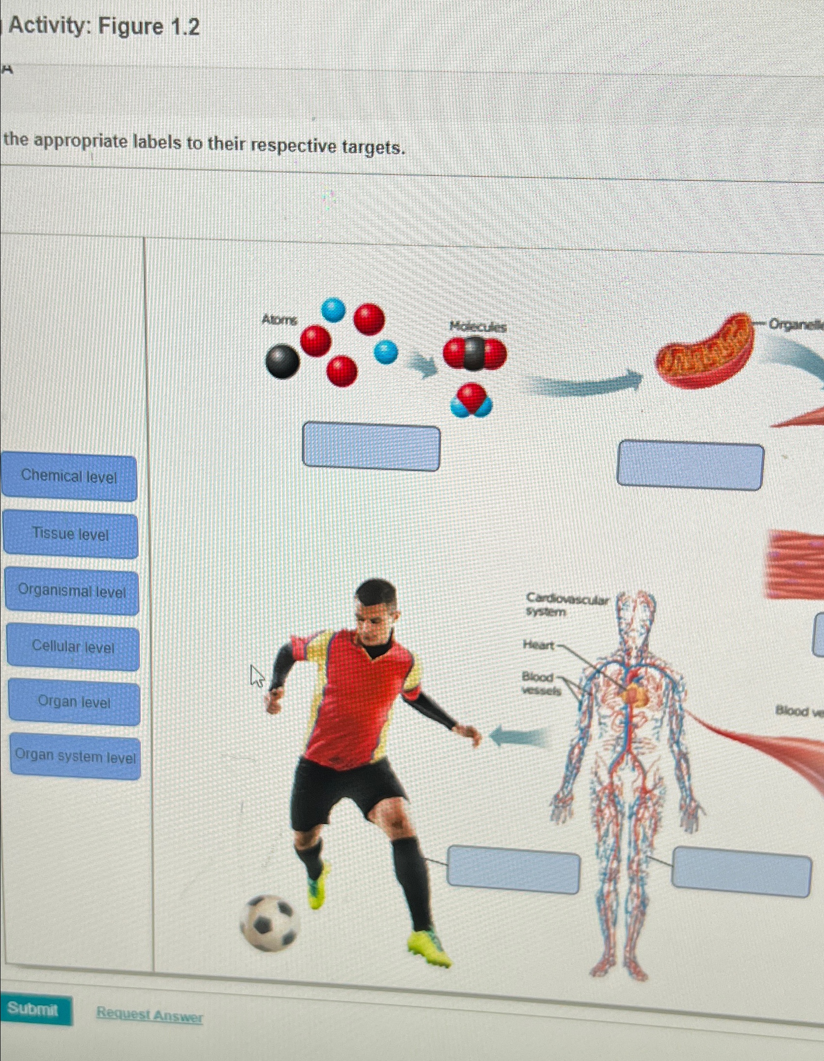 Dedrag The Appropriate Labels To Their Respective Targets. Chegg - baoxm76