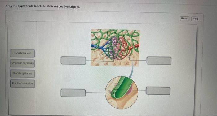 Solved Drag the appropriate labels to their respective | Chegg.com