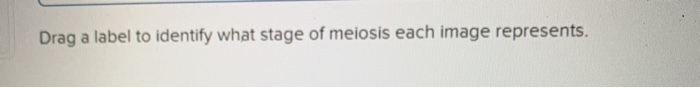 Solved Drag a label to identify what stage of meiosis each | Chegg.com