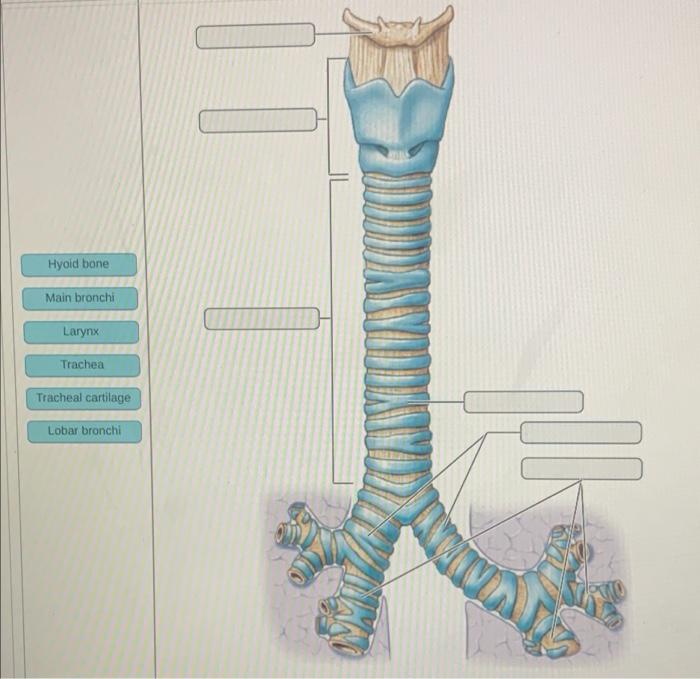 Solved ArtBased Question The Reproductive System Question
