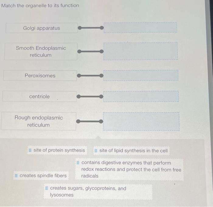 Solved Match The Organelle To Its Function | Chegg.com