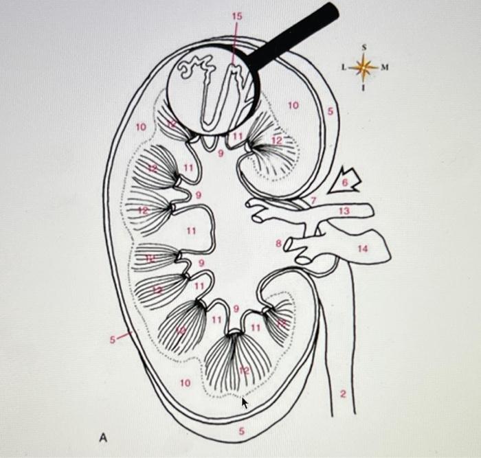 Solved - Calyces - Hilum - Kidney - Nephron - Renal | Chegg.com