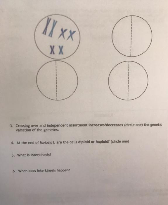 Solved Independent Assortment 1. What phase of meiosis I