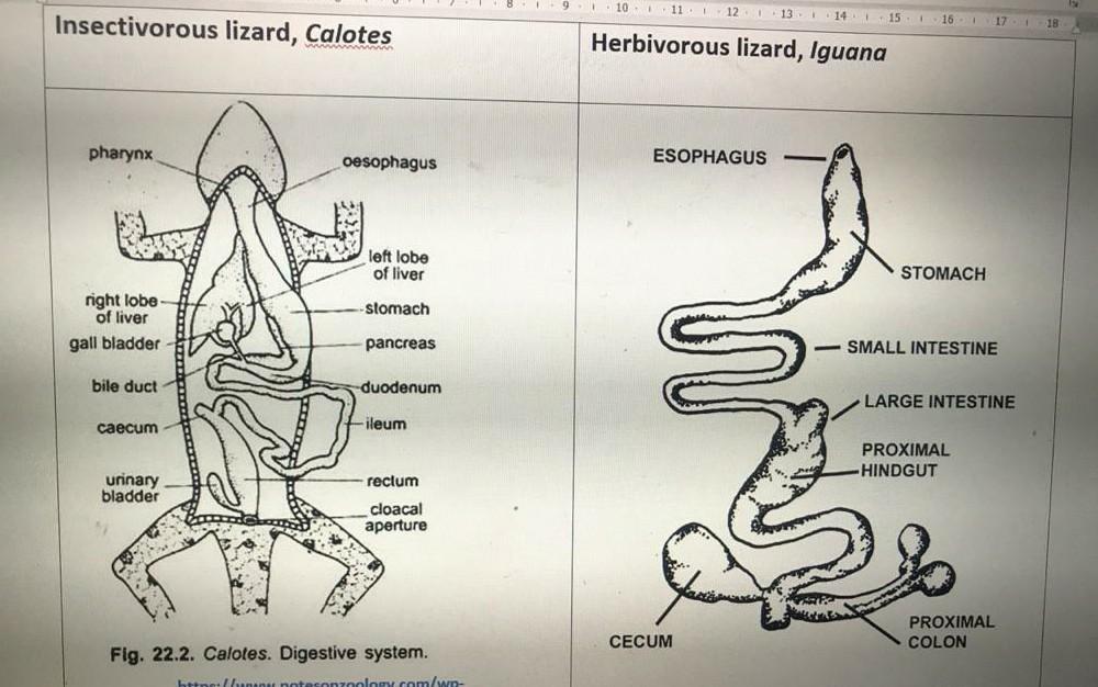 Solved 1. what are the anatomical difference sof the | Chegg.com