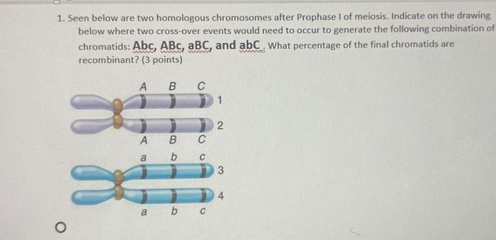 Solved Seen below are two homologous chromosomes after | Chegg.com