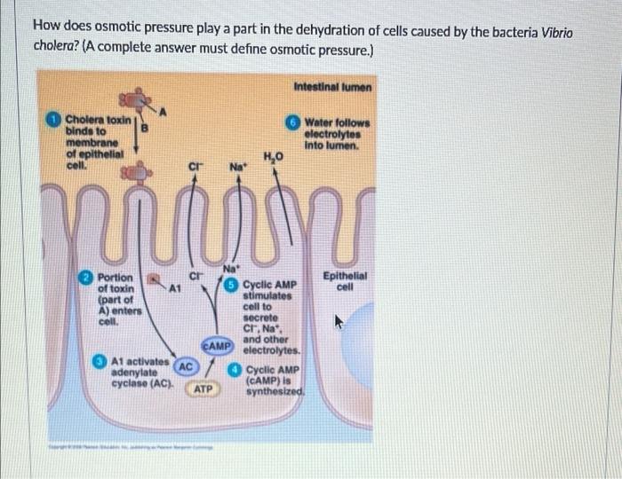 osmotic pressure