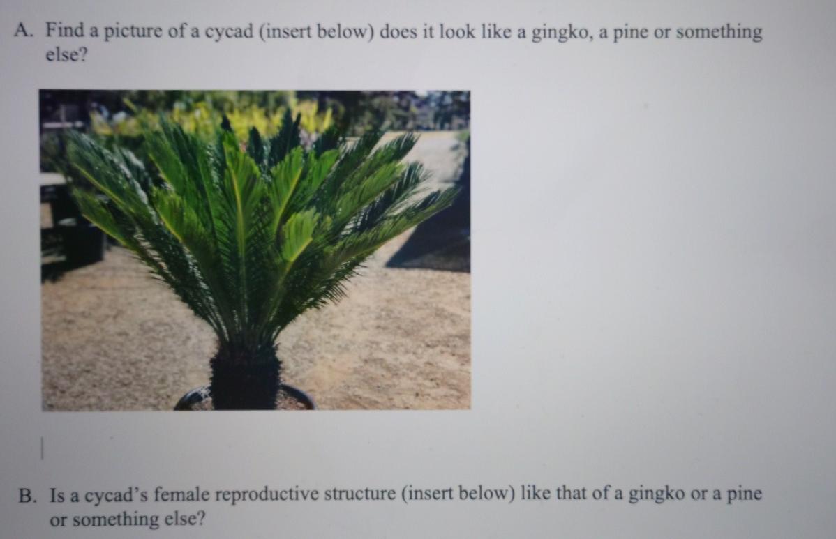 Solved A. Find a picture of a cycad (insert below) does it | Chegg.com