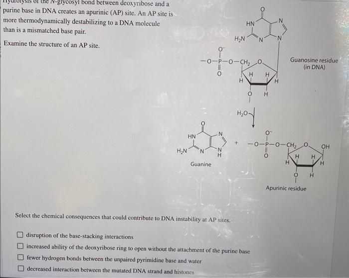 Solved purine base in DNA creates an apurinic (AP) site. An | Chegg.com