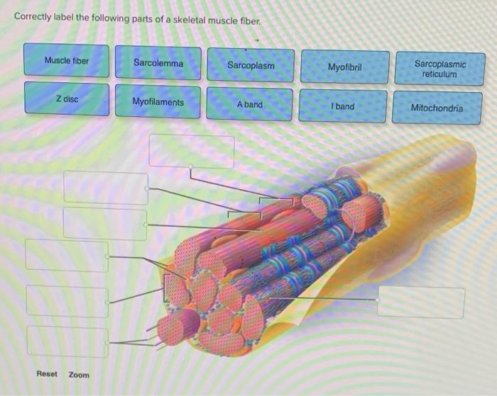 Solved Correctly label the following parts of a skeletal | Chegg.com