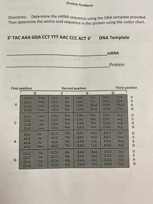 Solved Protein Synthesis Directions: Determine the mRNA | Chegg.com