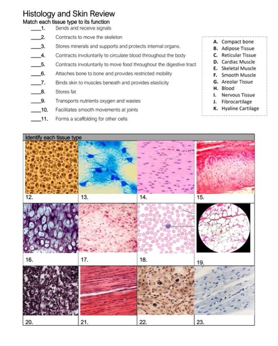 Solved Histology and Skin Review Match each tissue type to | Chegg.com