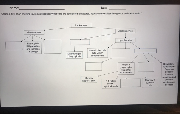 Solved Name: Date: Create a flow chart showing leukocyte | Chegg.com