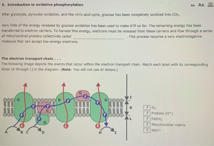 oxidative phosphorylation cycle