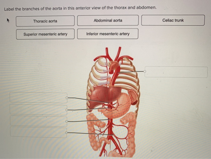 Solved Label The Branches Of The Aorta In This Anterior V