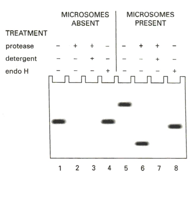 Solved 3. Microsomes are small vesicles created from ER | Chegg.com