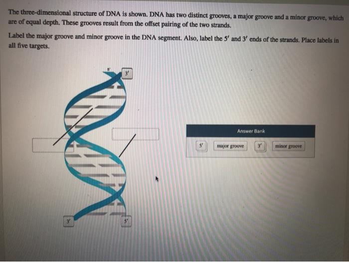 Solved The threedimensional structure of DNA is shown. DNA