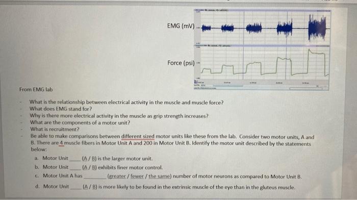 Solved What is the relationship between electrical activity | Chegg.com