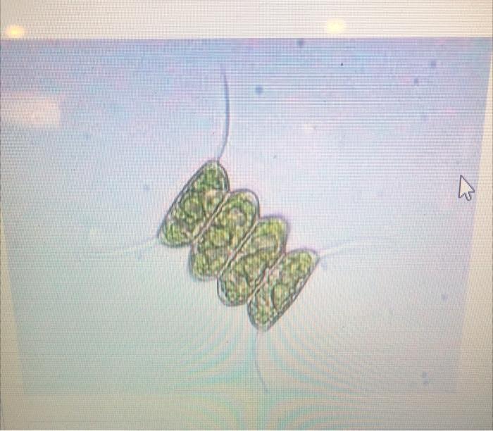 Solved identify the following organism | Chegg.com