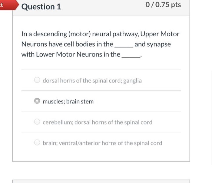 Solved Question 1 0/0.75 pts In a descending (motor) neural | Chegg.com