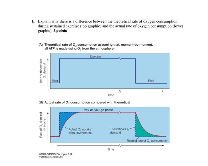 Solved E. Explain why there is a difference between the | Chegg.com