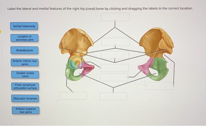 Solved Label the lateral and medial features of the right | Chegg.com