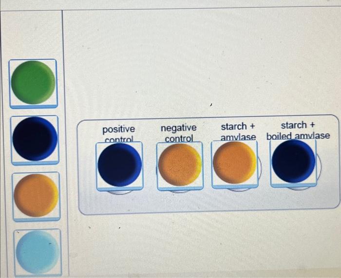 [Solved]: Predict what the IKI (Lugol's) test results wo