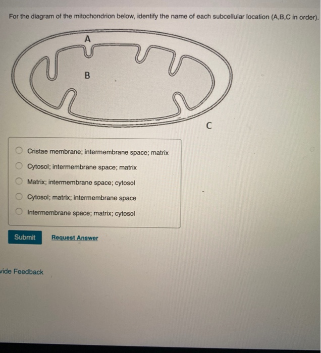 Solved For the diagram of the mitochondrion below, identify | Chegg.com