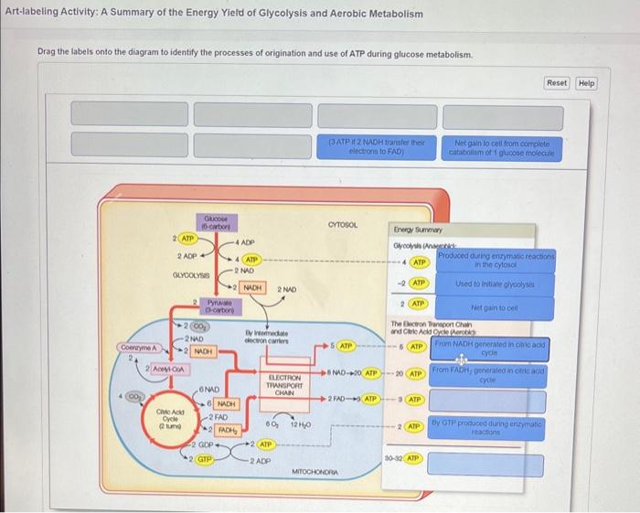 Solved Artlabeling Activity A Summary of the Energy Yield